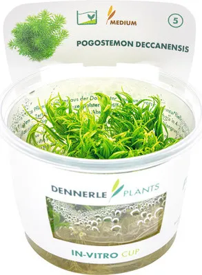Obrázek produktu pro Pačule dekanská Pogostemon deccanensis In-Vitro