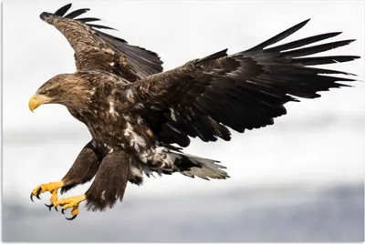 Produktbild von MuchoWow® Poster Europäischer Seeadler bei der Landung 180x120 cm - Fotoplakat