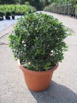 Produktbild von Ilex crenata Glory Gem Kugel - Berg-Ilex - Kugel - 30