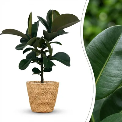 Produktbild von Green boutiQ - Zimmerpflanze - Gummibaum - Ficus Elastica Cloe - Grün - Pflegeleicht - 1 Pflanze - mit Korb - Topf 19cm - Höhe 65cm