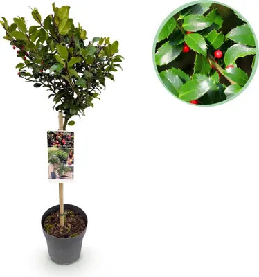 Image de Green boutiQ - Arbre sur tige - Ilex meserveae Blue Maid - Plante de terrasse - À feuillage persistant - Rustique - Baies rouges - Pot de 19 cm - Hauteur 90 cm