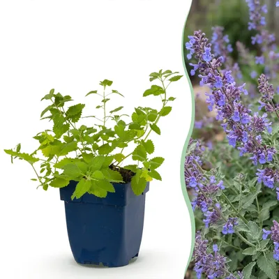 Produktbild von Green boutiQ - Stauden - Nepeta faassenii 'Six Hills Giant' - Katzenminze - Bienen- und Schmetterlingsanwerfer - Lila - 12 Pflanzen - Topf 11cm - Höhe 15-25cm