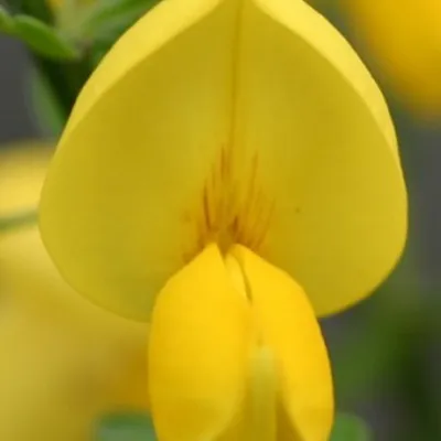 Obrázok produktu pre 2 x Edelginster - Cytisus 'Golden Sunlight' | 40-60 cm v kontajneri
