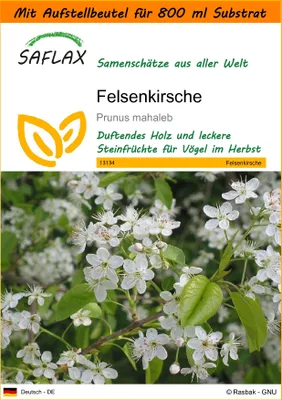Produktbild von SAFLAX - Garden in the Bag - Felsenkirsche - 30 Samen - Mit Anzuchtsubstrat im praktischen, selbst aufstellenden Beutel - Prunus mahaleb