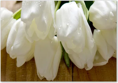 Produktbild von Tulup® Glas-Bild - 100 x 70 - Wandbild aus Glas - Wandkunst - Wandbild hinter gehärtetem Sicherheitsglas - Blumen & Pflanzen - Weiße Tulpen - Weiß