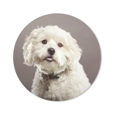 Produktbild von MuchoWow® Mauspad Mousepad Malteser Hund Porträt 50x50 cm - Mousepads - Maus Mat - Pad - Mausunterlage - Vinyl