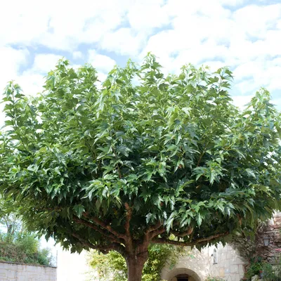 Produktbild von Bakker.com - Großblättrige Maulbeere, Der topf / 2L / Lieferhöhe 125-150cm