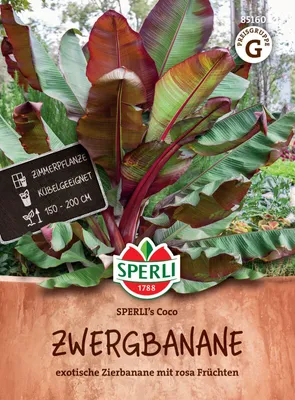 Produktbild von SPERLI Zwergbananensamen Coco Musa velutina 4 Pflanzen