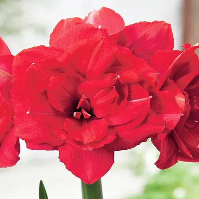 Produktbild von Blumenzwiebel Blumen Hippeastrum Ritterstern Amaryllis Double Delicious 1 St.