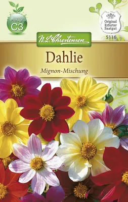 Produktbild von Dahlie Mignon - Mischung | Dahliensamen von N.L. Chrestensen