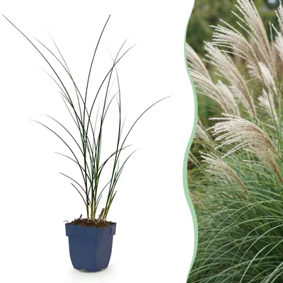 Produktbild von Miscanthus sin. Gracillimus – Pampusgras – mit Rispen – grün – 6 Pflanzen - 15-25cm - Ø11cm - Gartenpflanze
