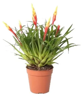 Productafbeelding van JUNAVERA Vriesea Shannon | In 12 cm pot