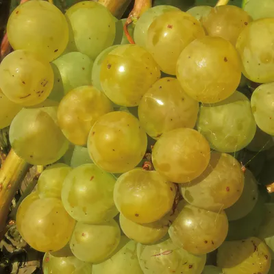 Zdjęcie produktu dla Winorośl Seyval Blanc 2L
