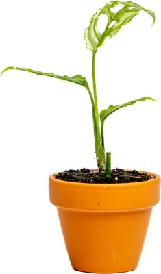 Obrázok produktu pre Gardners Monstera obliqua Peru, priemer 6 cm