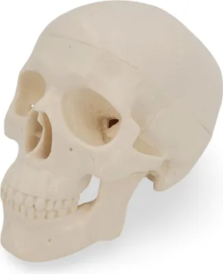 Produktbild von Mini Schädel  Anatomie modell 3 teilig 15cm bewegliche Kiefer Kalotte abnehmbar