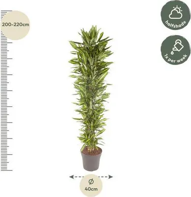 Immagine prodotto di Albero del drago (pianta da appartamento) Ø40cm Ø210cm - acquista questa pianta