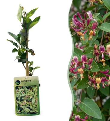 Image de Green boutiQ - Kamperfoelie - Lonicera henryi - Bloem Roze - Weinig onderhoud - 2 planten - Pot 11cm Hoogte 40cm, Image générée par une IA