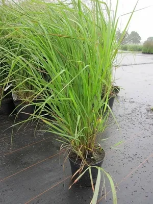 Produktbild von Panicum virgatum Warrior - Rutenhirse Warrior