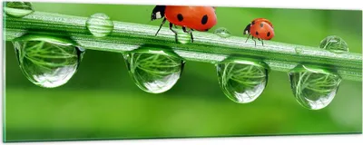 Produktbild von Bilder auf glas - Marienkäfer Wasser Grün Umwelt - 90x30cm - Glasbilder - Wandbilder - Kunstdruck - zum Aufhängen bereit - Wanddekoration aus Glas - Glas Bilder - Wandbild auf Glas - GAB90x30-2661