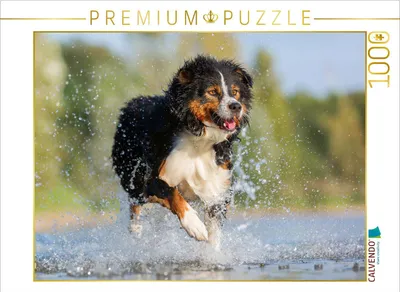 Produktbild von CALVENDO Puzzle Ein Motiv aus dem Kalender Hundefotos | 1000 Teile Lege-Größe 64 × 48 cm Foto-Puzzle für glückliche Stunden