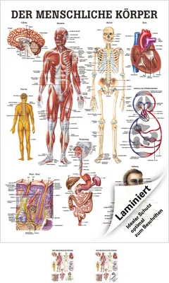 Produktbild von Der menschliche Körper Mini-Poster Anatomie 34x24 cm medizinische Lehrmittel