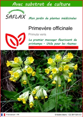 Image de SAFLAX  - Primevère officinale - 100 graines - Avec substrat - Primula