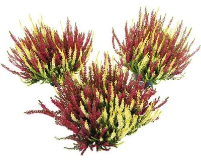 Produktbild von Zweifarbige Besenheide FloraSelf Calluna vulgaris 'Beauty Ladies' Twin Ø 11 cm Topf