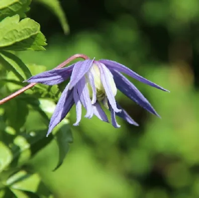Produktbild von 2 x Waldrebe alpina - Clematis alpina 'Frances Rivis' | 50-60 cm in Container