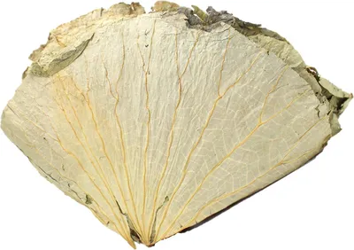 Produktbild von Getrocknete Lotusblätter 200g