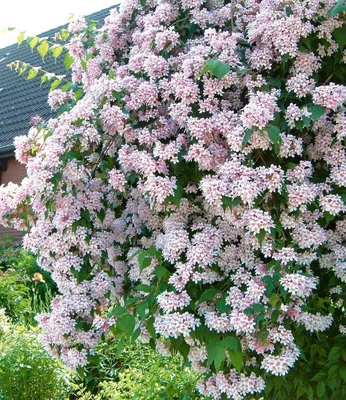 Produktbild von BALDUR Garten Rosa Perlmuttstrauch, 1 Pflanze, bienenfreundlich, winterhart, pflegeleicht, Wasserbedarf gering, für Standort im Schatten geeignet, blühend, Kolkwitzia amabilis Rosea