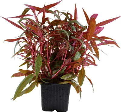 Produktbild von Mutterpflanze Aquarium Pflanze Alternanthera reineckii 'Pink' Tropica Nr.023 XL