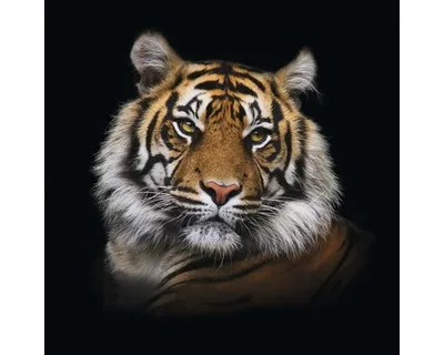 Produktbild von Glasbild Tiger I GLA1239 80x80 cm