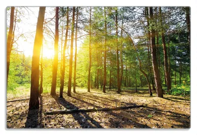 Produktbild von Wallario Frühstücksbrettchen aus Glas 20 x 30 cm mit rutschfesten Füßen, Motiv Sonnenstrahlen tief hinter dem Wald