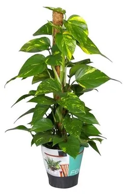 Produktbild von Efeutute am Moosstab 40 cm Epipremnum Aureum Zimmerpflanzen  rankend  Ampelpflanzen