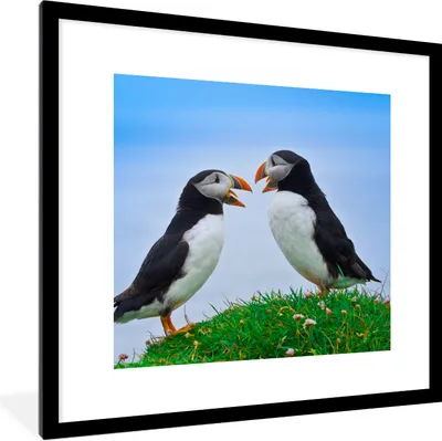 Produktbild von MuchoWow® Gerahmtes Poster Tiere - Vögel - Papageientaucher 40x40 cm - Poster mit Schwarzem Bilderrahmen Wandposter Rahmen Foto Bilder - Poster - Plakat im Rahmen