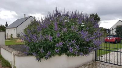Image de Vitex agnus-castus 'Latifolia' / Arbre au poivre