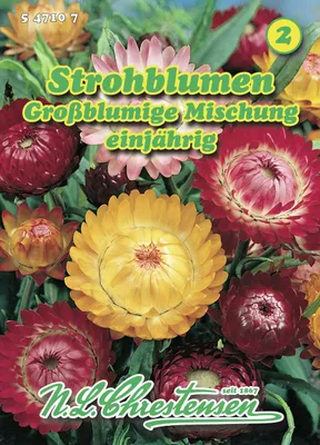 Produktbild von Strohblumen Großblumige Mischung | Blumensamenmischung von N.L. Chrestensen