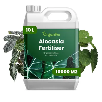 Produktbild von Alocasia Flüssigdünger 10L – 2-1-8 NPK – Flüssigdünger Zimmerpflanzen – Für Üppige Blätter & Starke Stiele – Organifer