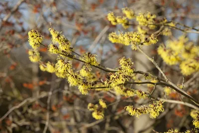 Produktbild von Hamamelis intermedia 'Primavera', Zaubernuss, gelb, 40–60 cm