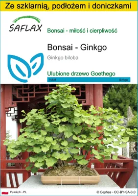 Zdjęcie produktu dla SAFLAX - Zestaw do uprawy - Bonsai - Ginkgo - 4 Nasiona - Z mini szklarnią, podłożem uprawowym i 2 doniczkami - Ginkgo biloba