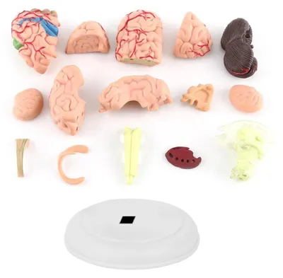 Productafbeelding van Anatomisch menselijk breinmodel - Onderwijs hulpmiddel - Duurzaam plastic - Demontabel model - Geschikt voor studenten en onderzoek