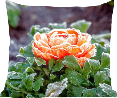 Produktbild von MuchoWow® Zierkissen Sofakissen Wohnzimmer Dekokissen 40x40 cm Orange - Blume - Winter - Foto Kissen - Schlafzimmer Dekoration