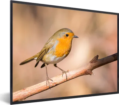 Produktbild von MuchoWow® Gerahmtes Poster Vogel - Zweig - Rotkehlchen 40x30 cm - Poster mit Schwarzem Bilderrahmen Wandposter Rahmen Foto Bilder - Kunstposter - Wanddekorationen