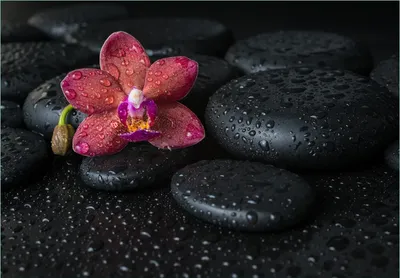 Produktbild von Wallario Fototapete Vliestapete, seidenmatte Oberfläche, einfache Verarbeitung, Größe 400 x 280 cm, Motiv Orchideen-Blüte auf schwarzen Steinen, benetzt mit Wasser-Tropfen
