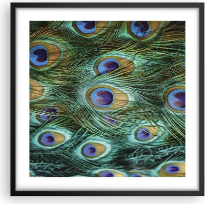 Produktbild von Gerahmtes Poster - Schwarzer Rahmen - Pfauen Feder Makro - 50x50 cm - Wand Bild - Wanddeko - Wandbilder - Kunstposter - Wandposter - Bilderrahmen - Bilder - Kunstdruck - Wandbild - P2BAC50x50-4159