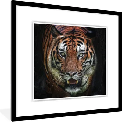Produktbild von MuchoWow® Gerahmtes Poster Tiger - Kopf - Schwarz 40x40 cm - Poster mit Schwarzem Bilderrahmen Wandposter Rahmen Foto Bilder - Poster - Plakat im Rahmen