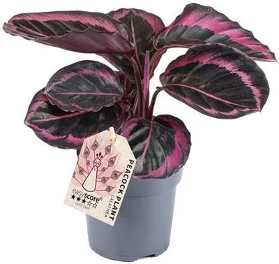 Zdjęcie produktu dla Calathea roseopicta 'Dottie' 'M' - Łatwa w pielęgnacji roślina domowa o różowym wzorze liści, idealna do salonów