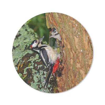 Produktbild von MuchoWow® Mauspad Mousepad Ein Buntspecht füttert seine Kinder im Nest 20x20 cm - Mousepads - Maus Mat - Pad - Mausunterlage - Schreibtischmatte