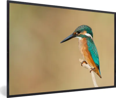 Produktbild von MuchoWow® Gerahmtes Poster Eisvogel - Tiere - Vogel 90x60 cm - Poster mit Schwarzem Bilderrahmen Wandposter Rahmen Foto Bilder - Fotorahmen - Foto-Plakat