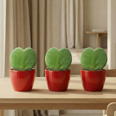 Produktbild von Sweetheart Plant Set Hoya Kerrii 3er Set – herzförmige Sukkulente im roten Keramiktopf Ø6cm – Höhe ca.6cm – Mini Zimmerpflanzen Geschenkset für Valentinstag, Muttertag, Deko & Schreibtisch